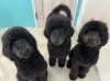 看板犬と姉妹たち「【はじめまして】川口のDog salon SUNNYです！」