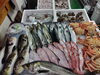「📣本日のお魚情報🐟」