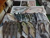 「📣本日のお魚情報🐟」