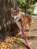 柴犬ハナちゃん「ハナちゃんと公園お散歩！」