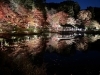 東山植物園　紅葉ライトアップ「「師範としての覚悟と、武の道に生きる者としての復帰記録」名古屋市で女性、社会人、子供、シニア向けに優しく空手を指導してます。また、空手だけではなく人生を楽しく生きていく術も教えています。」