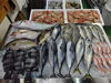 「📣本日のお魚情報🐟」