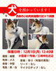 「【西条市小松町新屋敷甲付近】迷い犬を保護しています！（※国道11号線／三嶋神社近辺）」