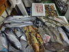 「📣本日のお魚情報🐟」