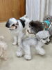 「【残り2日】新潟市中央区の犬の保育園｜少数制で安心のHappy Tail」