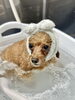 「【まだ間に合う】新潟市中央区の犬のトリミング｜年末予約は電話が確実」