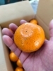 「愛媛のほっこり島育ちみかんさんからカラマンダリン届きました🍊」