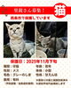 「【西条市】里親募集のお知らせ！」