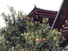 「12月2日、今日は何の日　　八王子市片倉町の個別指導学習塾『和泉学習研究所』～中高受験からその先の未来までサポート～」
