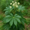 ヤツデ「🌿 今日の花（葉）：ヤツデ（八手）」