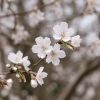 フユザクラ「🌸 今日の花：フユザクラ（冬桜）」