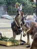 「アカカンガルー🦘の赤ちゃんが顔を出しました！」