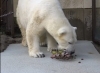 「今日のピース🐻‍❄️」