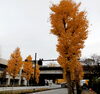 いつも見事な紅葉も、ちょっとピークが過ぎたかな？「元気をいただいた日」