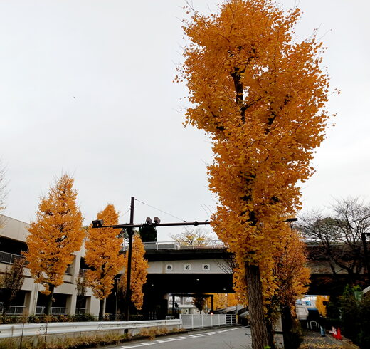 いつも見事な紅葉も、ちょっとピークが過ぎたかな?「元気をいただいた日」