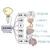 脳と臓器は「迷走神経」によりつながっています。「「迷走神経(めいそうしんけい)」ってご存じですか?難しく感じるかもしれませんが、そんな事はございません。内臓の動きを調整する司令塔の様な神経です。」