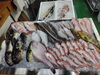 「📣本日のお魚情報🐟」