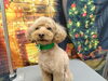 「動画？静止画？【どっぐさろんあきゅ　京都市南区上鳥羽　小型犬専門　トリミング　ペットサロン】」