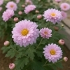 カンギク「🌼 今日の花：カンギク（寒菊）」