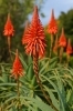 アロエ「🌵 今日の花（植物）：アロエ」