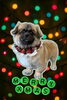 「Dog salon mofu mofu　余市町」