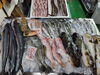 「📣本日のお魚情報🐟」