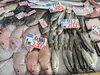 「舞鶴港直送！鮮度抜群の魚介が本日も盛りだくさん！」