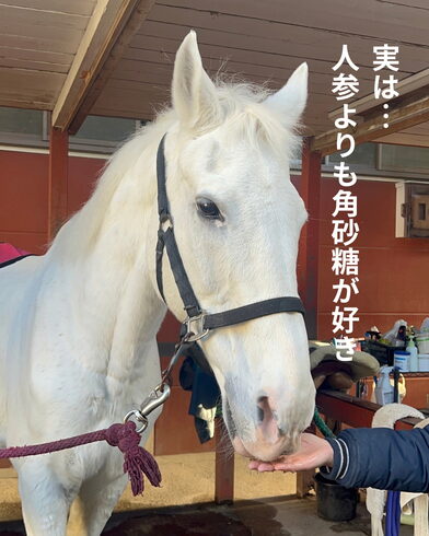 馬が角砂糖が好きなこと知ってますか?「乗馬体験後のご褒美タイム♪ 馬とのふれあいで癒やされませんか?」