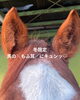 馬の＼もふ耳／近くで見たらキュンッ♡「冬限定の“もふ耳”にキュン♪ 馬の耳で気持ちがわかるって本当？」