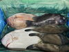大船渡水揚げの鮮魚‼️「岩手県大船渡から鮮魚が届きました【福島市で気軽に楽しめるフレンチレストラン】」