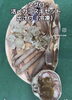 「＼年末年始も価格据え置き！活〆カニスキセット（冷凍・出汁付）で贅沢な食卓を／」