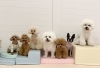 こなつ♡もなか♡きなこ♡ぱん♡くま♡ぽん♡るい「ましゅまろ幼稚園🐾」