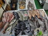 「📣本日のお魚情報🐟」