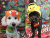 トイプードルのハクくん＆ココちゃんのトリミング「トイプードルのハクくん＆ココちゃん♪クリスマスフォトで可愛く変身！」