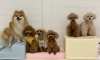 ふうた♡ねね♡こなつ♡ちゃこ♡さらん♡ハッピー「ましゅまろ幼稚園🐾」
