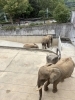 「【🐘ゾウキーパー奮闘記】冬のプールの活用術」