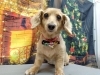 「シャンプーカット【どっぐさろんあきゅ　京都市南区上鳥羽　小型犬専門　トリミング　ペットサロン】」