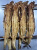 「年末焼き穴子の予約」