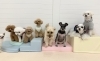 くま♡チップ♡クレア♡まる♡ジョア♡にほ♡アモペチ「ましゅまろ幼稚園🐾」