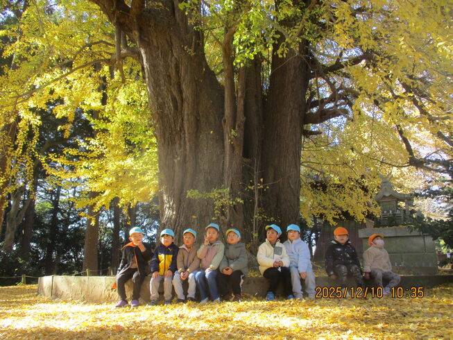 西蓮寺の大イチョウ🎵「西蓮寺の大イチョウ🎵」