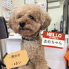 みんなの人気者！看板犬のトイプードル「まめちゃん」です🐶