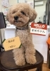 まめちゃん「みんなの人気者！看板犬のトイプードル「まめちゃん」です🐶」