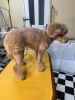ふわふわ❣️おパンツカットと足先ポンポン風😍😍「おパンツカット🐩🐩」
