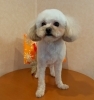 チャチャちゃん　トリミングでした「トリミング」