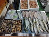 「📣本日のお魚情報🐟」