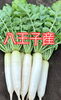 八王子産葉付き大根税込み170円。超お買い得！！「本日、八王子産葉付き大根170円/八王子産カット白菜120円　超お買い得！！　けっこう数量ありますが朝から売れてます。お待ちしております。八王子市八日町2-3 八王子産野菜　八王子市　鍋　おでん　　」