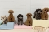 きな♡さらん♡ぷっか♡にこ♡ハル♡くま「ましゅまろ幼稚園🐾」