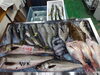 「📣本日のお魚情報🐟」