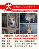 「【西条市周布344番地付近】迷い犬を保護しています！（※西部支所・西条西警察署近辺）」