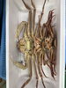 活松葉蟹🦀と活セコがに🦀発送出来ます!「【全国発送対応】京丹後の冬の味覚「松葉ガニ」!活蟹と茹で蟹、どちらもお任せください」